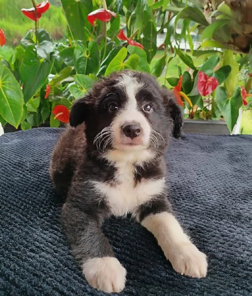 Regala i nostri cuccioli di Border Collie, maschio e femmina | Foto 2