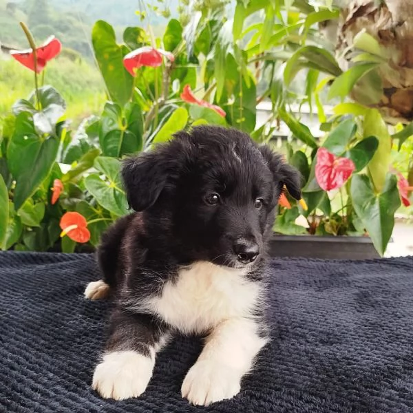 Regala i nostri cuccioli di Border Collie, maschio e femmina | Foto 0