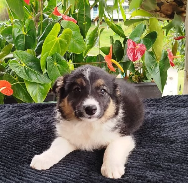 Regala i nostri cuccioli di Border Collie, maschio e femmina