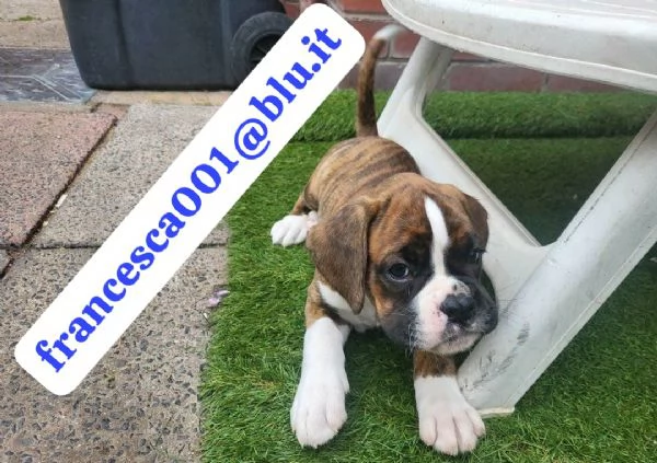 Regala i nostri cuccioli di Boxer, maschio e femmina | Foto 1