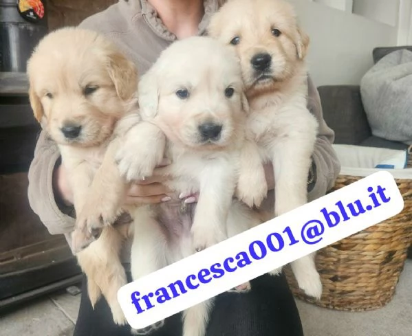 Regala i nostri cuccioli di Golden Retriever, maschio e femmina