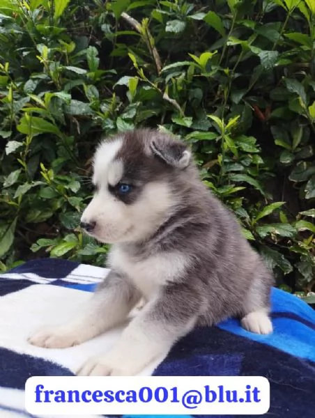 Regala i nostri cuccioli di Husky, maschio e femmina | Foto 2