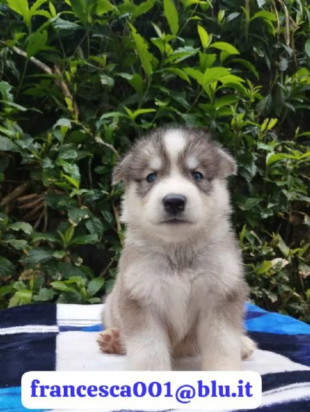 Regala i nostri cuccioli di Husky, maschio e femmina | Foto 1