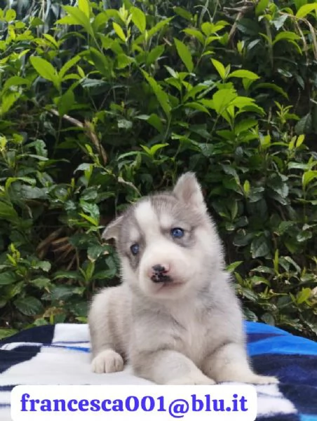 Regala i nostri cuccioli di Husky, maschio e femmina | Foto 0