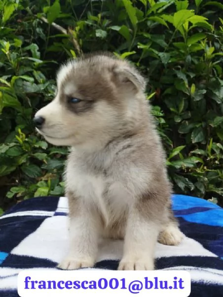Regala i nostri cuccioli di Husky, maschio e femmina