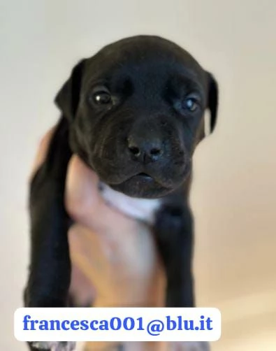 Regala i nostri cuccioli di Pitbull, maschio e femmina | Foto 2