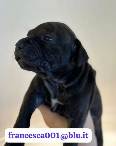 Regala i nostri cuccioli di Pitbull, maschio e femmina | Foto 0