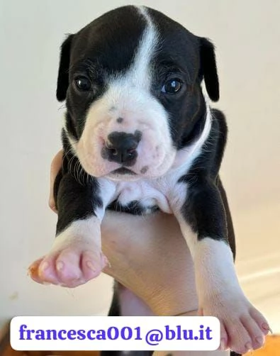 Regala i nostri cuccioli di Pitbull, maschio e femmina