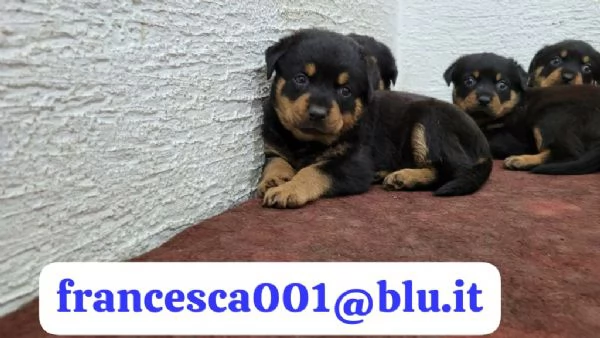 Regala i nostri cuccioli di Rottweiler, maschio e femmina | Foto 2