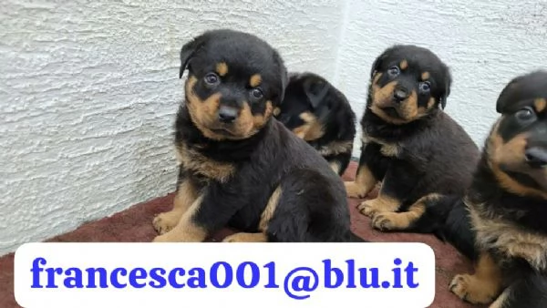 Regala i nostri cuccioli di Rottweiler, maschio e femmina | Foto 1