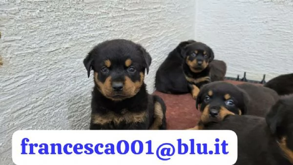 Regala i nostri cuccioli di Rottweiler, maschio e femmina | Foto 0
