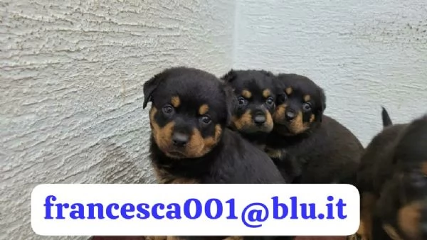 Regala i nostri cuccioli di Rottweiler, maschio e femmina