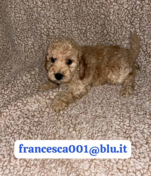  bellissimi cuccioli di barboncino maschio e femmina | Foto 2