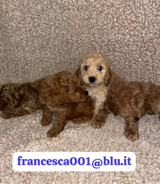  bellissimi cuccioli di barboncino maschio e femmina | Foto 1