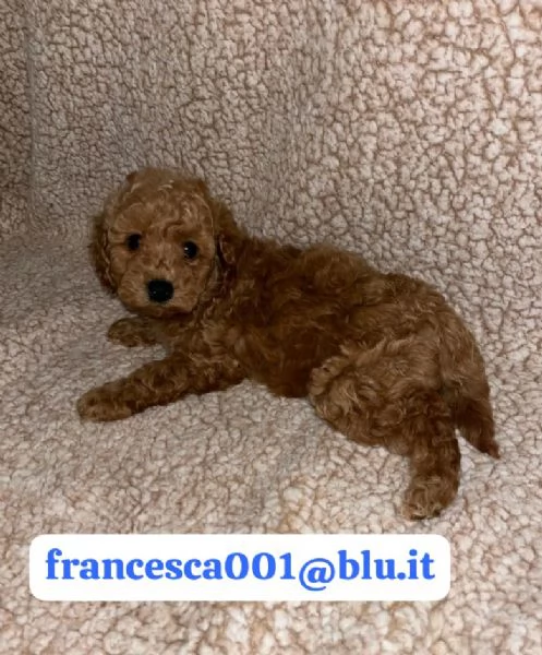  bellissimi cuccioli di barboncino maschio e femmina | Foto 0