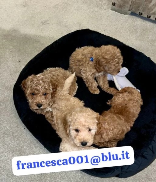  bellissimi cuccioli di barboncino maschio e femmina