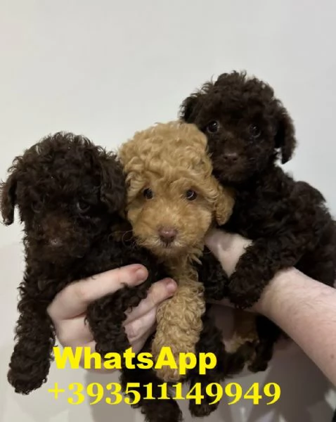  bellissimi cuccioli di barboncino maschio e femmina | Foto 0