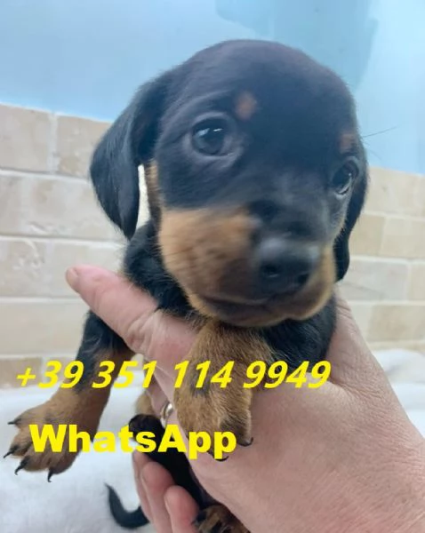  bellissimi cuccioli di Bassotto maschio e femmina | Foto 0