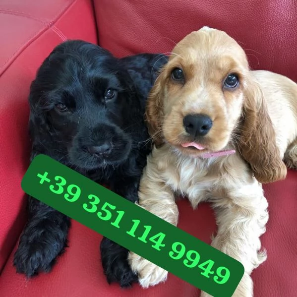  bellissimi cuccioli di Cocker Spaniel Inglese maschio e femmina | Foto 1