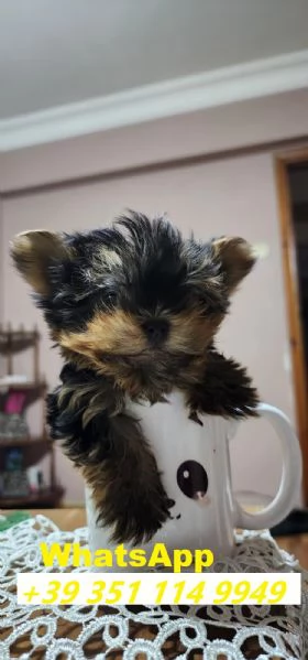 bellissimi cuccioli di Yorkshire maschio e femmina | Foto 2