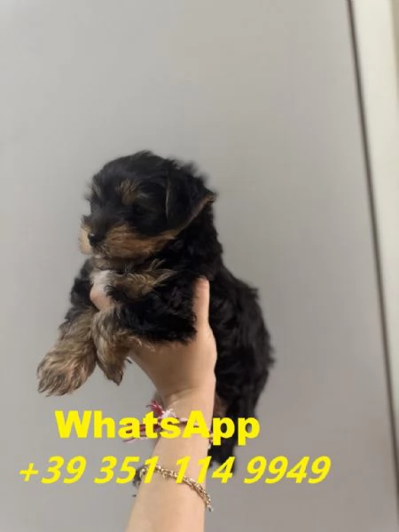 bellissimi cuccioli di Yorkshire maschio e femmina