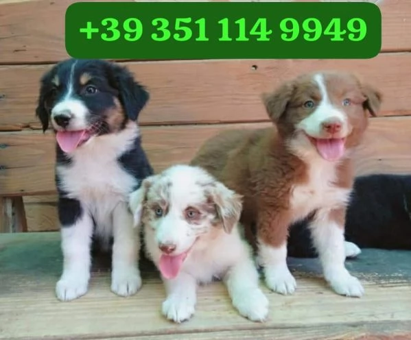  bellissimi cuccioli di Border Collie maschio e femmina | Foto 0