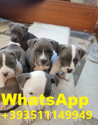  bellissimi cuccioli di Pitbull maschio e femmina | Foto 1