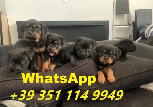  bellissimi cuccioli di Rottweiler maschio e femmina | Foto 0