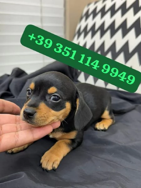 Regala i nostri cuccioli di Bassotto, maschi e femmine.