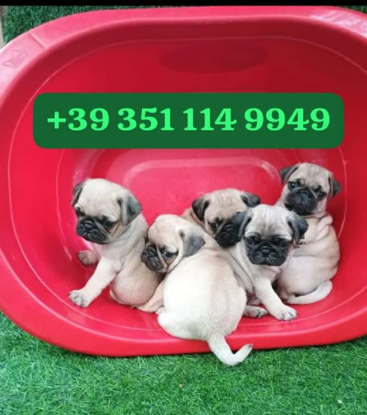 Regala i nostri cuccioli di Carlino, maschi e femmine. | Foto 0