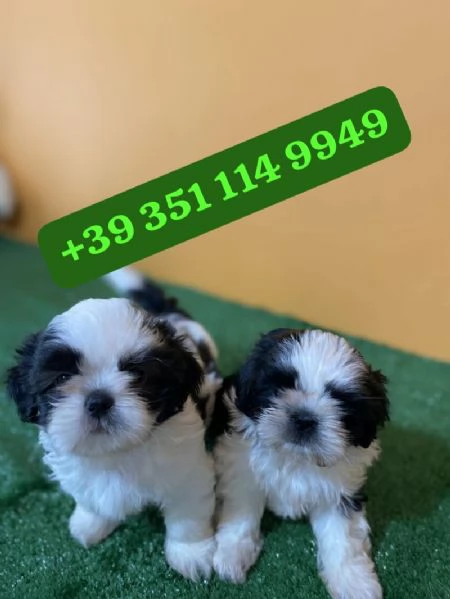 Regala i nostri cuccioli di Shitzu, maschi e femmine. | Foto 2