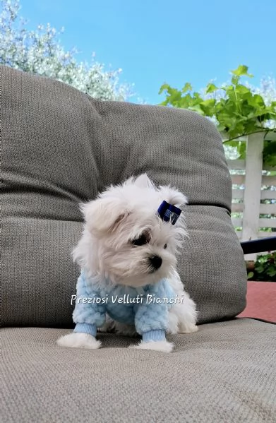 Maltese  | Foto 5