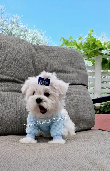 Maltese  | Foto 4