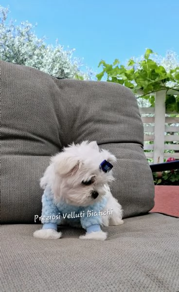 Maltese  | Foto 2