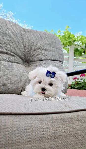 Maltese  | Foto 1