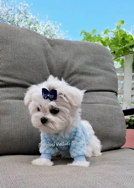 Maltese  | Foto 0