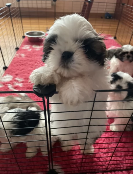 Cuccioli di shihtzu  | Foto 5