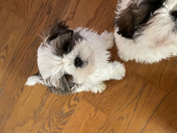 Cuccioli di shihtzu  | Foto 2