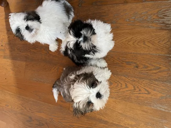 Cuccioli di shihtzu  | Foto 1
