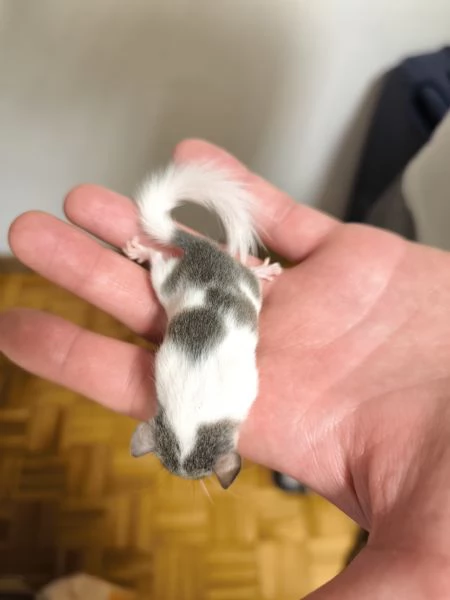 MINIGHIRI AFRICANI (ANIMALI ESOTICI)