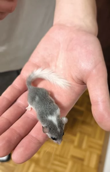 MINIGHIRI AFRICANI (ANIMALI ESOTICI) | Foto 3