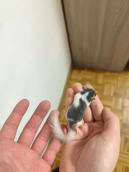 MINIGHIRI AFRICANI (ANIMALI ESOTICI) | Foto 2