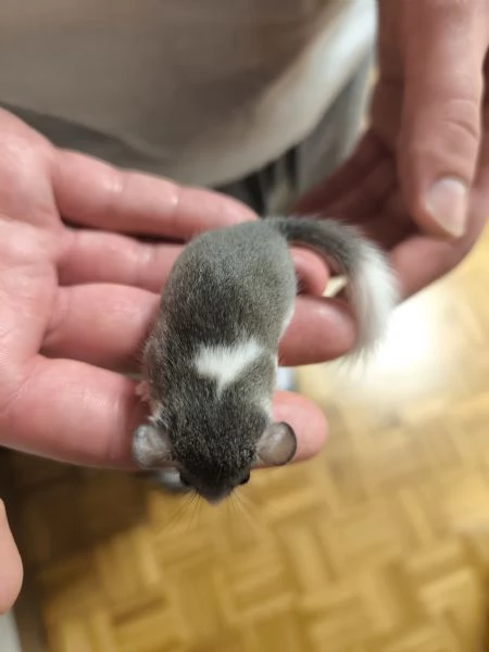 MINIGHIRI AFRICANI (ANIMALI ESOTICI) | Foto 1