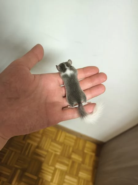 MINIGHIRI AFRICANI (ANIMALI ESOTICI) | Foto 0