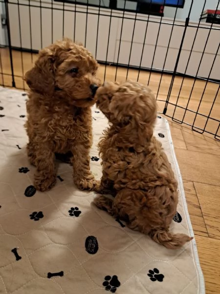 Splendido barboncino toy red | Foto 0