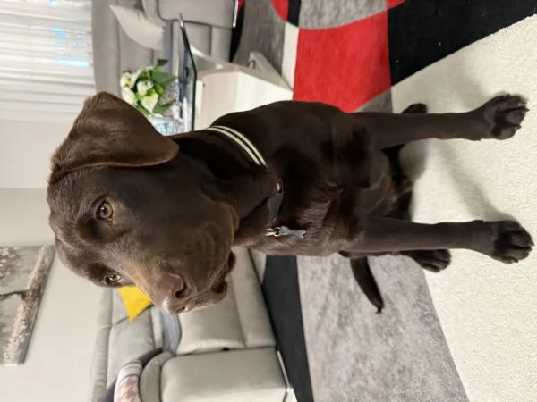 Labrador chocolate
