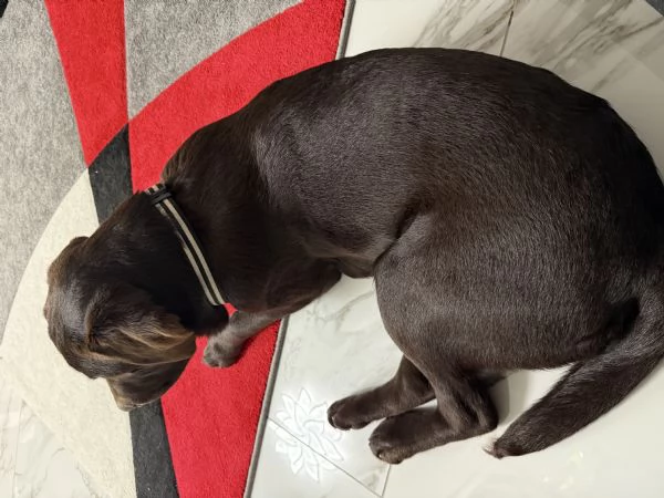 Labrador chocolate | Foto 1