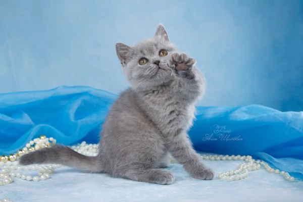 Gattini British Shorthair dolcissimi