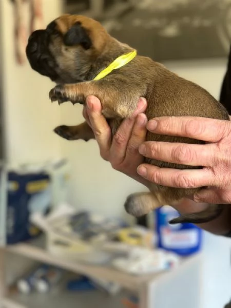 Nuova cucciolata Bullmastiff | Foto 4