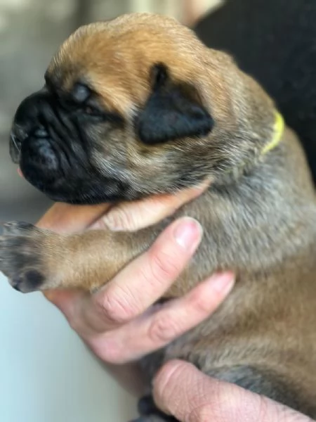 Nuova cucciolata Bullmastiff | Foto 3